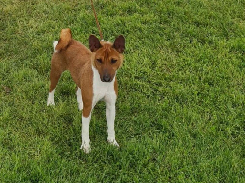 Basenji TOP stenci