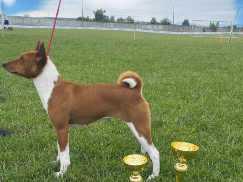 Basenji TOP stenci