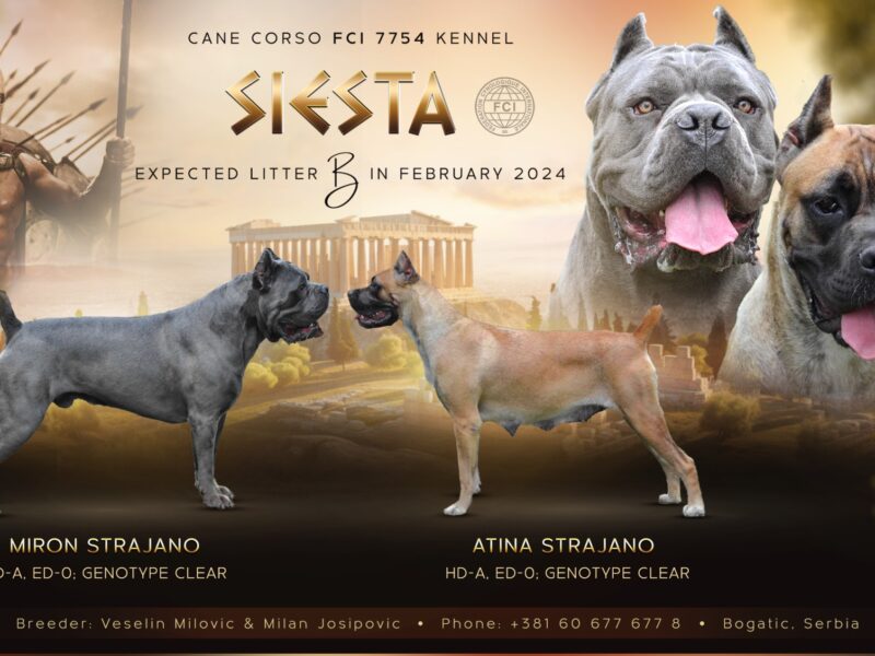 Kane Korso Cane Corso štenci