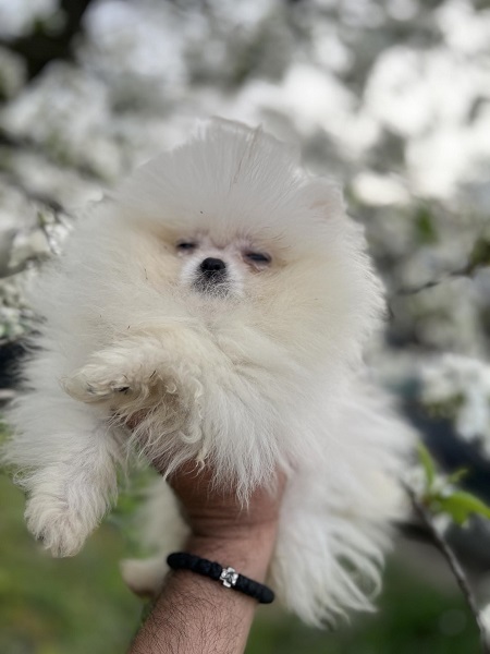 Pomeranac štenci vrhunskog porekla