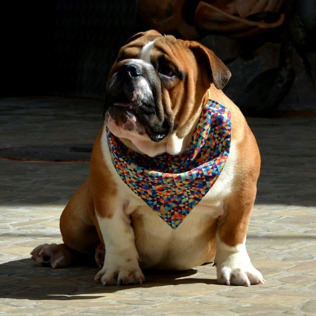 Engleski Buldog