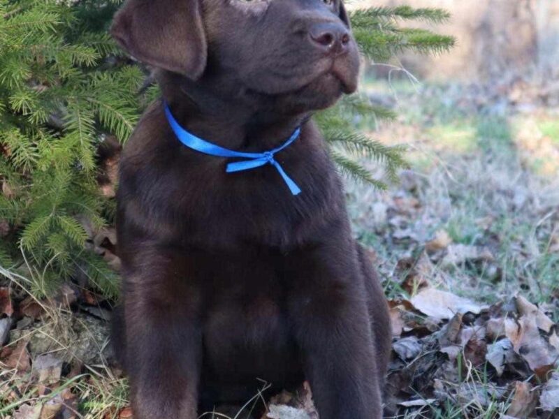 Labrador retriver čokoladni štenci