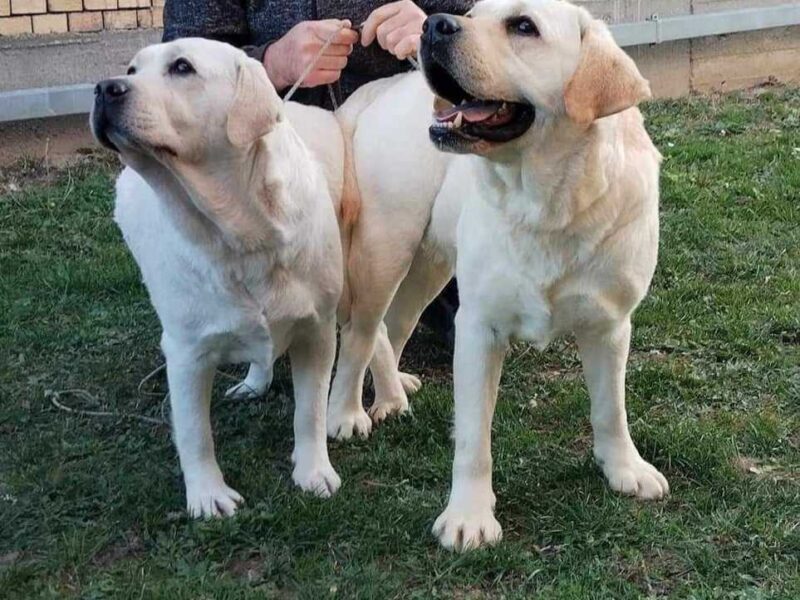 Labrador retriver štenci