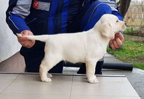 LABRADOR retriver štenci