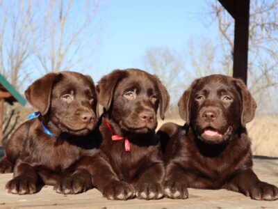 Labrador retriver čokoladni štenci