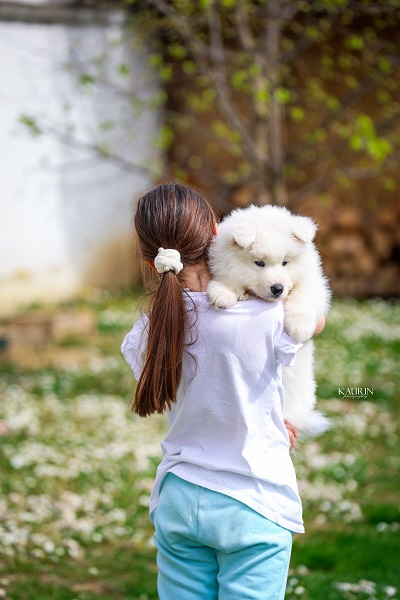 Samojed, dva muška šteneta