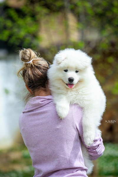 Samojed, dva muška šteneta