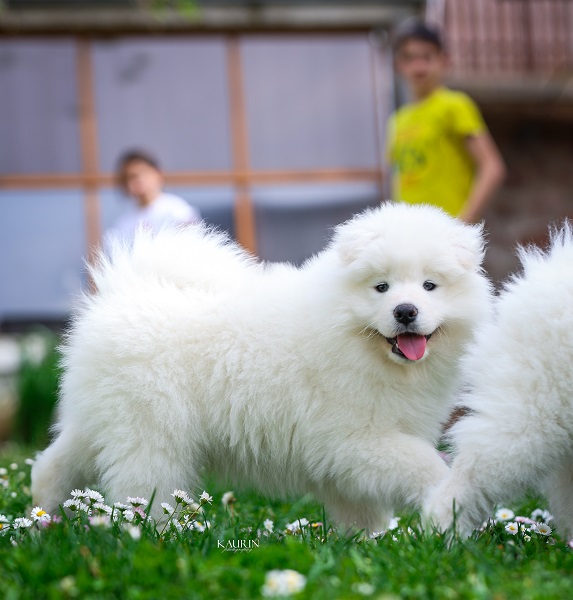 Samojed, dva muška šteneta