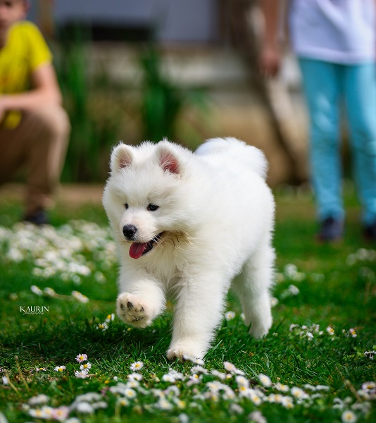 Samojed, dva muška šteneta