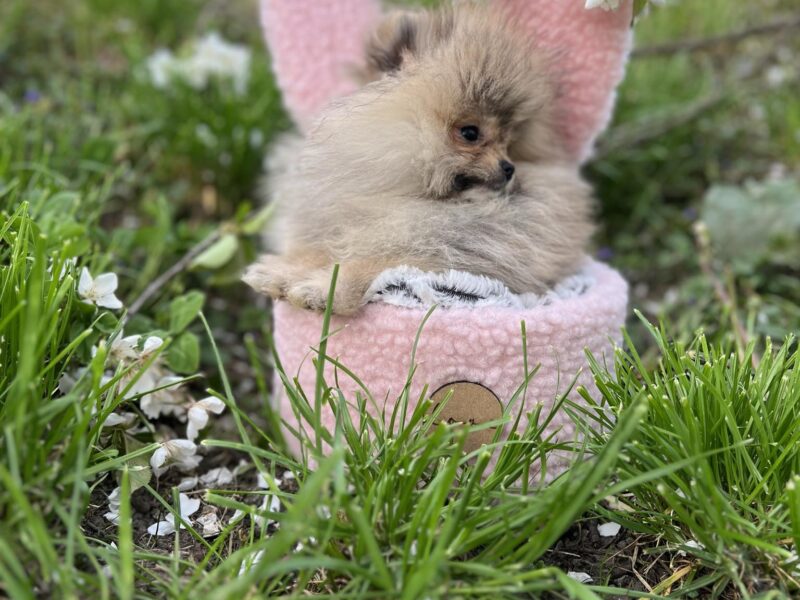 Pomeranac štenci vrhunskog porekla