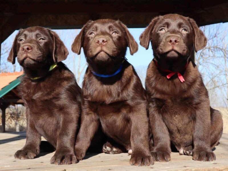 Labrador retriver čokoladni štenci