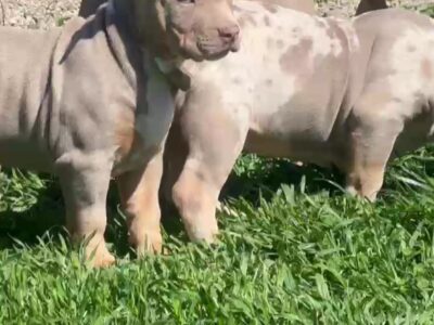 American Bully, Američki Buli štenci