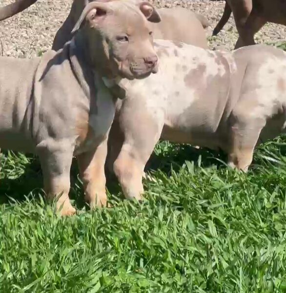 American Bully, Američki Buli štenci