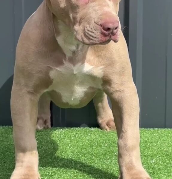 American Bully, Američki Buli štenci