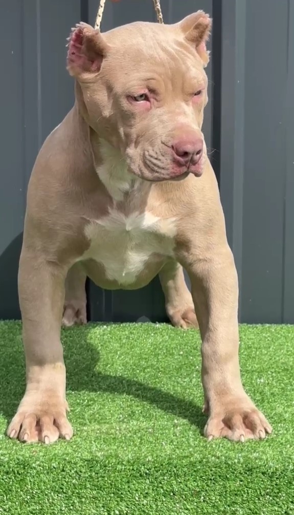 American Bully, Američki Buli štenci