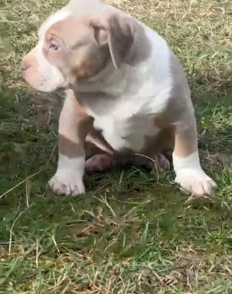 American Bully, Američki Buli štenci