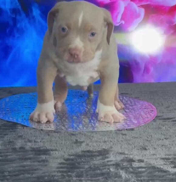 American Bully, Američki Buli štenci