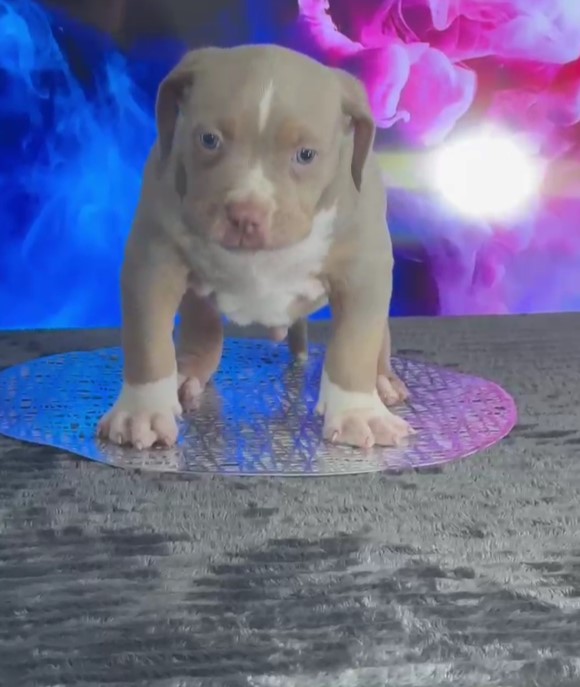 American Bully, Američki Buli štenci