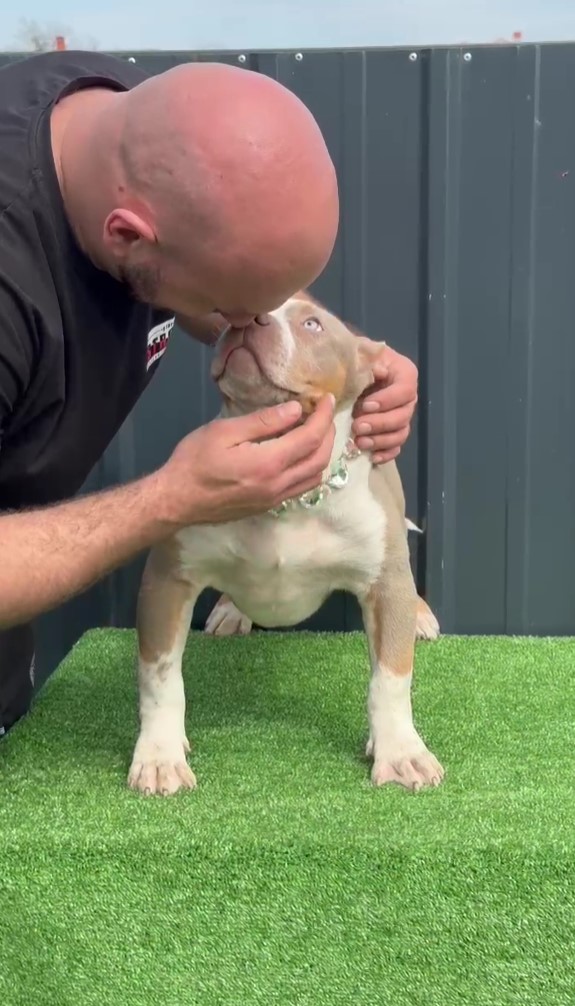 American Bully, Američki Buli štenci