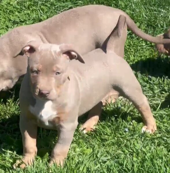 American Bully, Američki Buli štenci