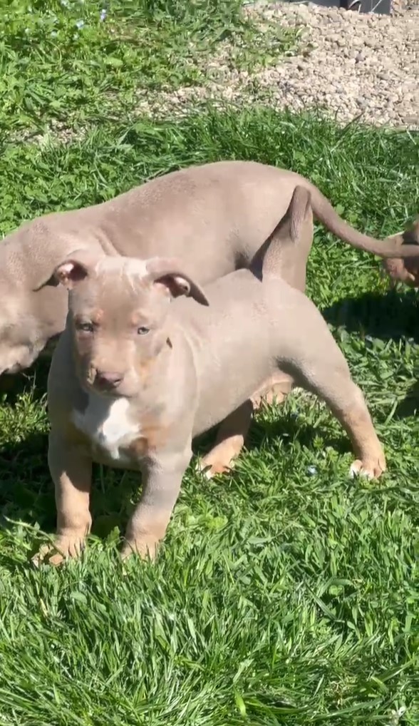 American Bully, Američki Buli štenci