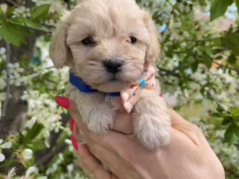 Maltipoo prelepi stenci + POKLON