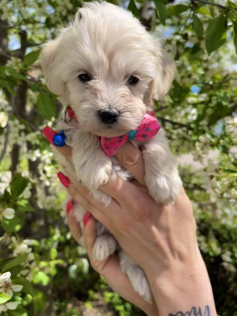 Maltipoo prelepi stenci + POKLON