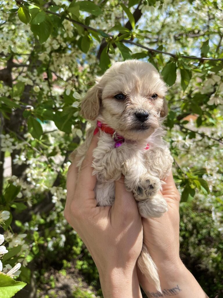 Maltipoo prelepi stenci + POKLON