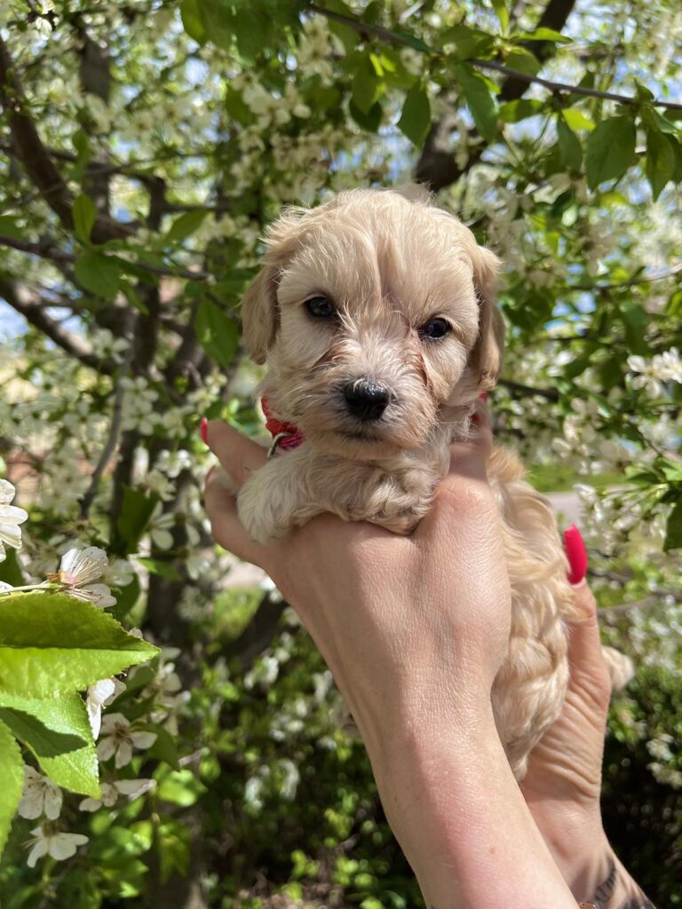 Maltipoo prelepi stenci + POKLON