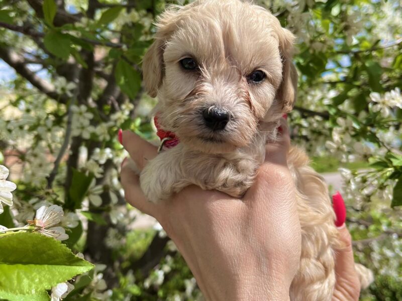 Maltipoo prelepi stenci + POKLON