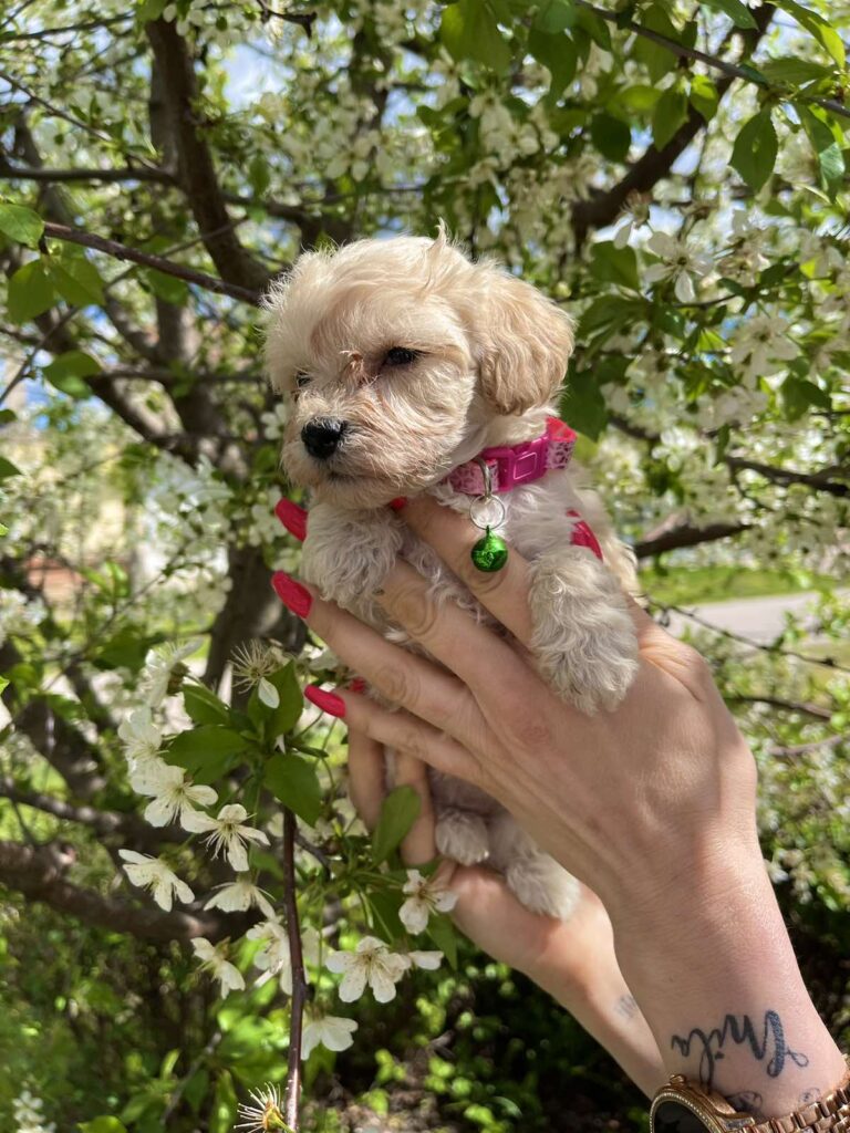 Maltipoo prelepi stenci + POKLON