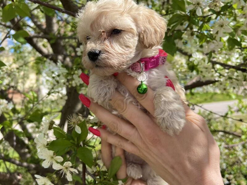 Maltipoo prelepi stenci + POKLON