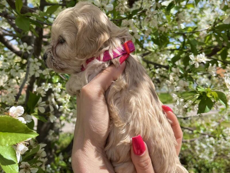 Maltipoo prelepi stenci + POKLON