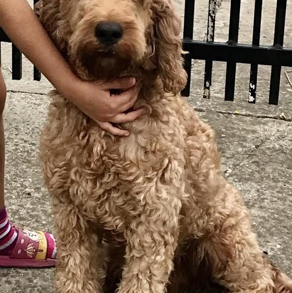 Labradoodle F1b