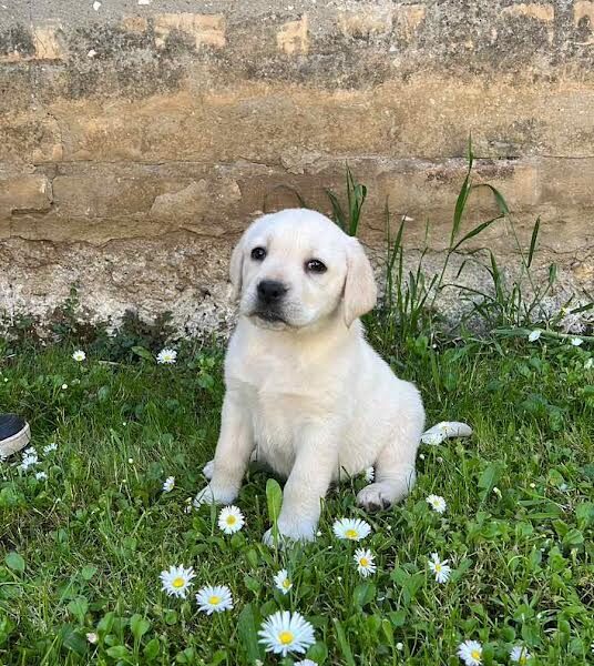 Labrador retriver