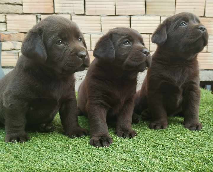 Labrador retriver braon i žuti štenci