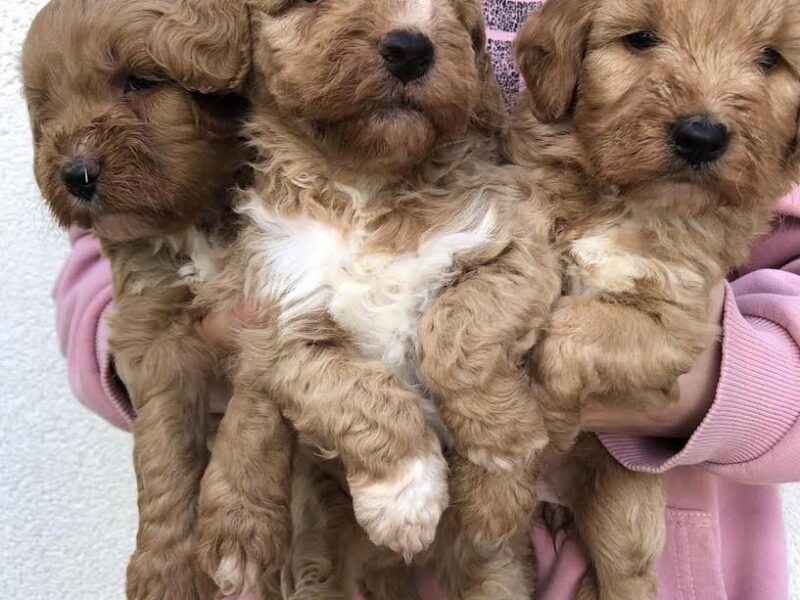 Labradoodle F1b