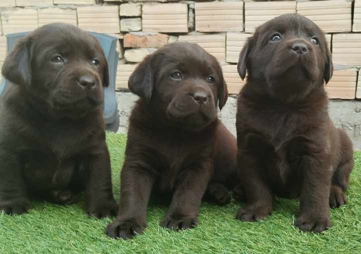 Labrador retriver braon i žuti štenci