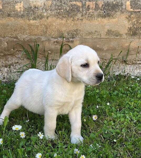 Labrador retriver