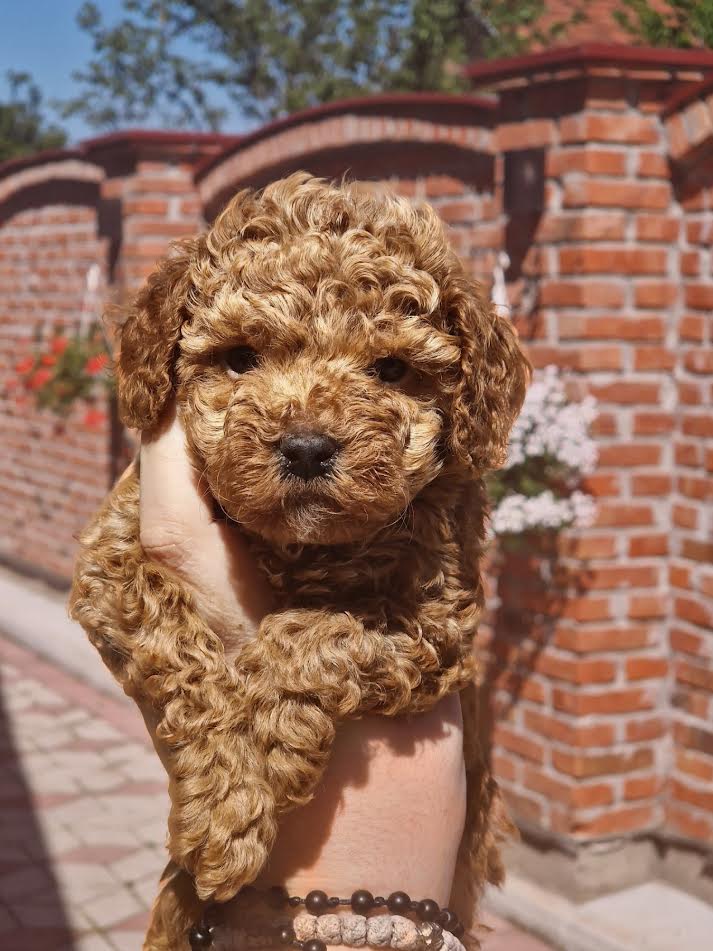 Pudla