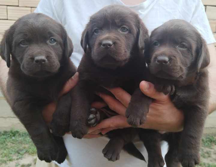 Labrador retriver braon i žuti štenci