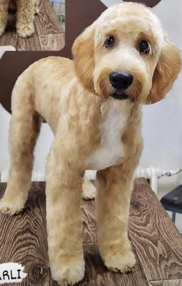 Labradoodle F1b