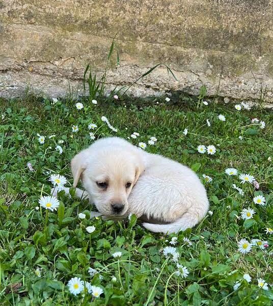 Labrador retriver