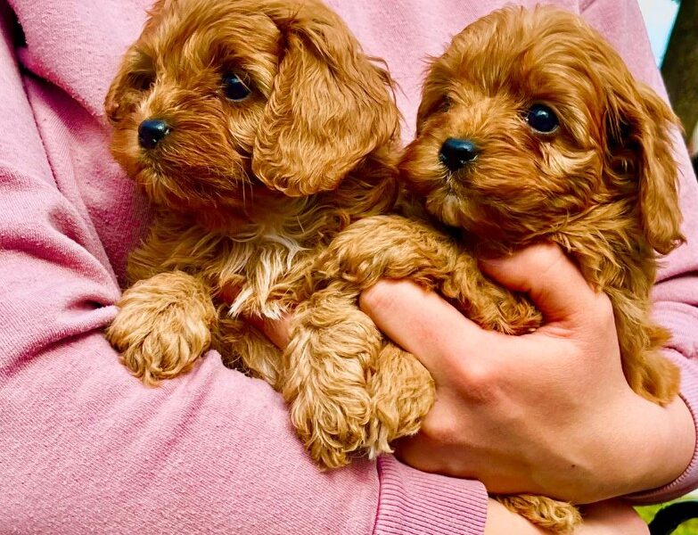 Cavapoo prelepi stenci