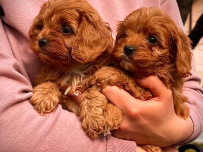 Cavapoo prelepi stenci