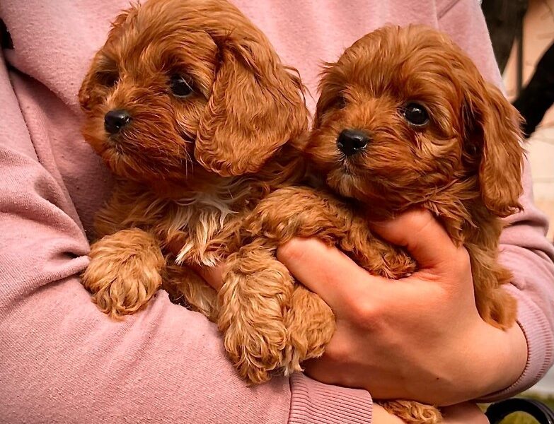 Cavapoo prelepi stenci