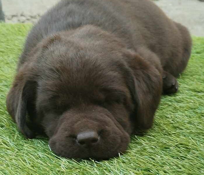 Labrador retriver braon i žuti štenci