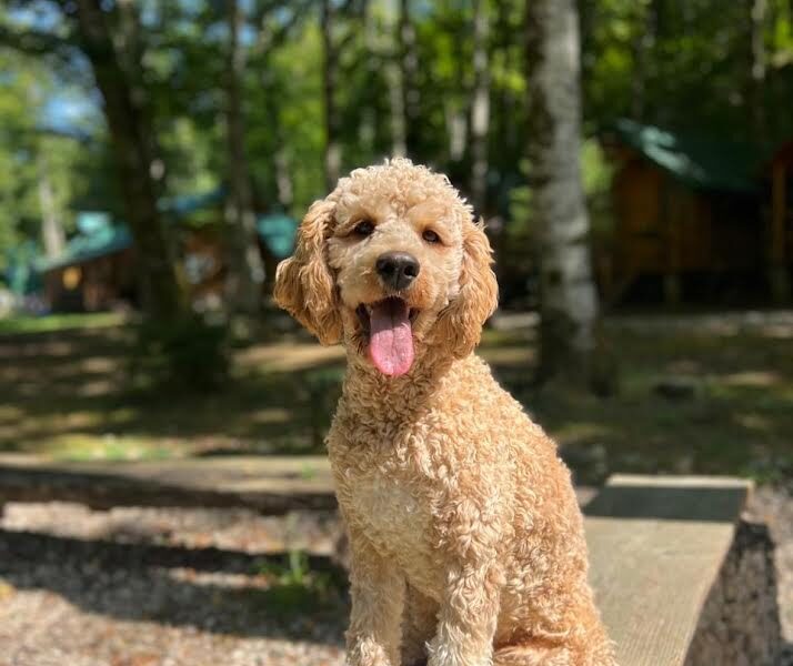 Labradoodle F1b