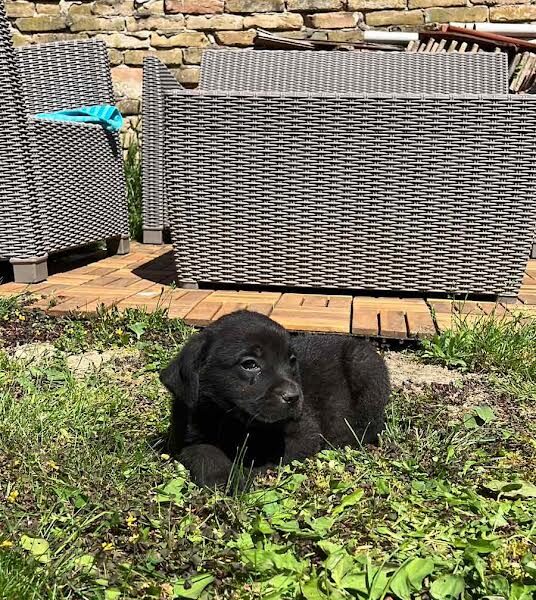 Labrador retriver