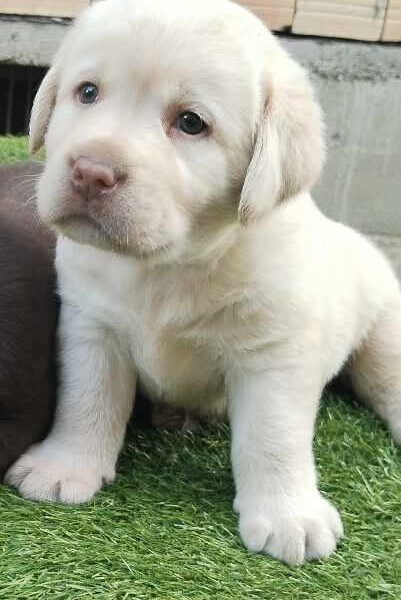 Labrador retriver braon i žuti štenci